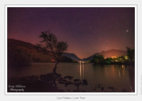 01-Llyn Padarn, Lone Tree - (5701 x 3801).jpg