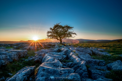 Winskil-Stones-Tree.jpg
