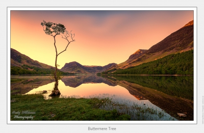 01-Buttermere Tree - (5359 x 3240).jpg