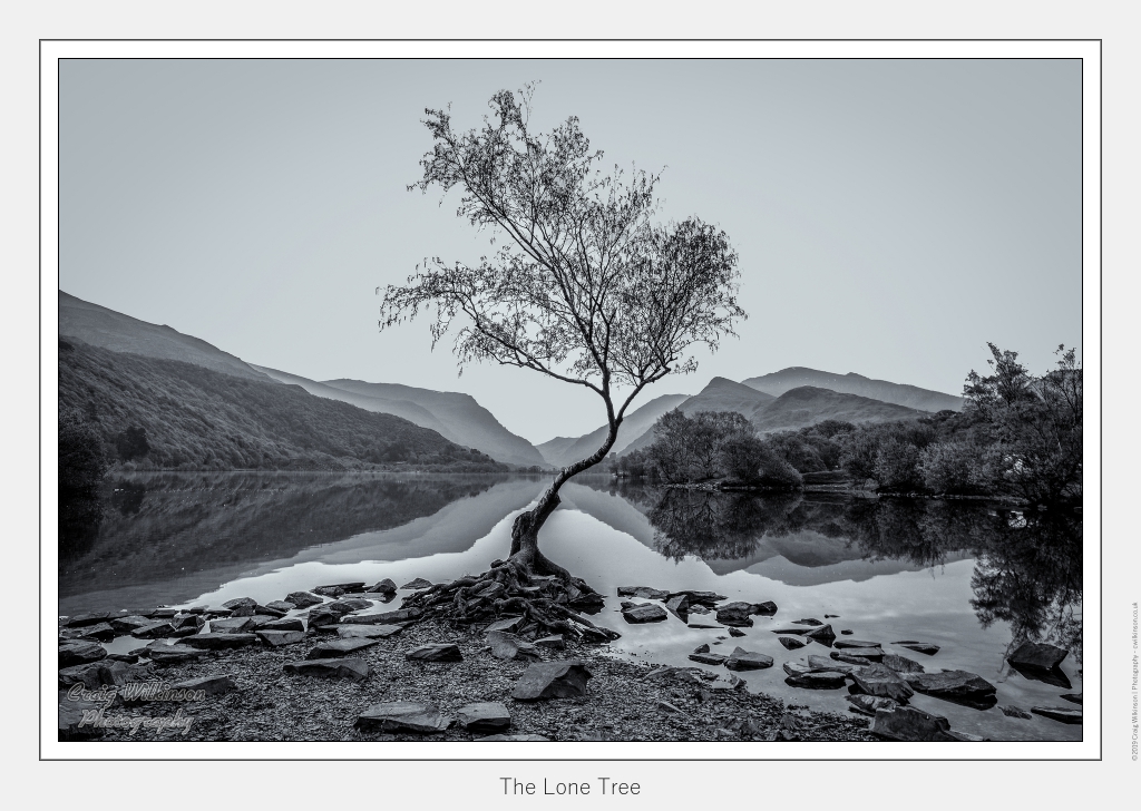 The Lone Tree