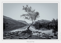 The Lone Tree