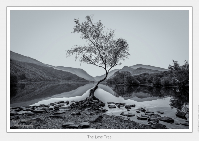 The Lone Tree