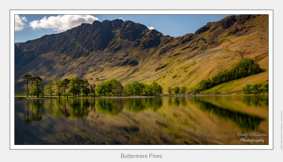 Buttermere Pines