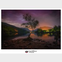 Lone Tree - Llyn Padarn
