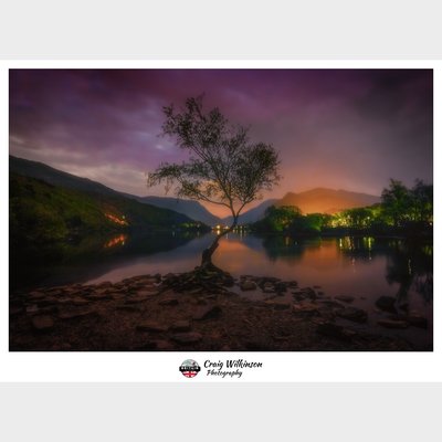 Lone Tree - Llyn Padarn