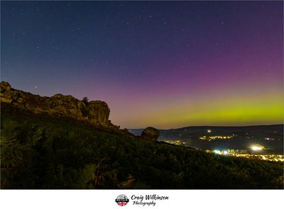 Aurora - Cow and Calf