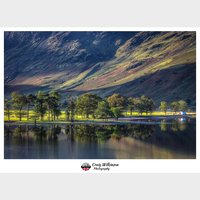 Buttermere Pines