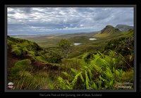 The Lone Tree on the Quiraing