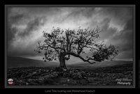 Lone Tree looking over Ribblehead Viaduct
