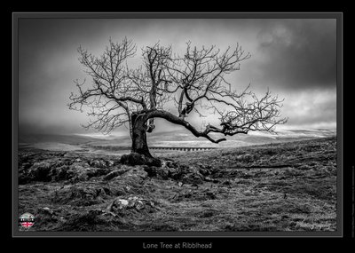 Lone Tree at Ribblhead