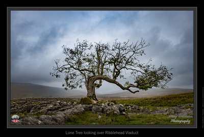 Lone Tree looking over Ribblehead Viaduct