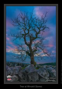 Tree at Winskill Stones