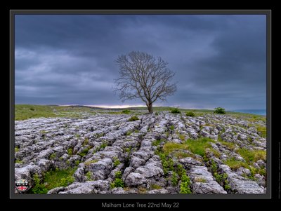 Malham Lone Tree 22nd May