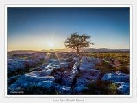01-Lone Tree, Winskill Stones - (4812 x 3437).jpg